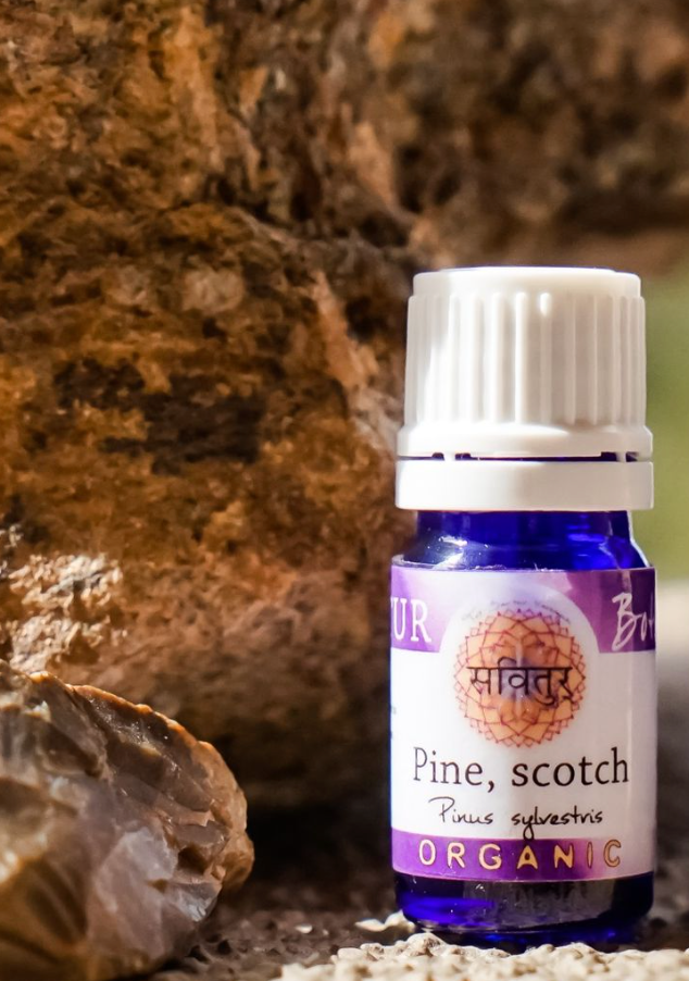 Pine, Scotch (Bio-Certified)