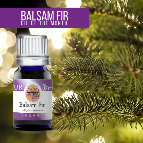 Fir, Balsam (Bio-Certified)